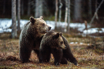 Fototapeta premium Bear cub and she-bear. Brown bear (Ursus Arctos Arctos) in the spring forest. Natural habitat