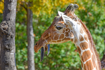 Giraffe (Giraffa) with its tongue sticking out.