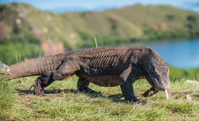 Komodo dragon ( Varanus komodoensis ) with the  forked tongue sniff air. Biggest in the world living lizard in natural habitat. Island Rinca. Indonesia.
