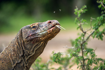 Komodo dragon with the  forked tongue sniff air. Close up portrait. ( Varanus komodoensis ) Biggest in the world living lizard in natural habitat.  Rinca Island. Indonesia.