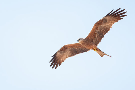 Northern Territory Kite eagle flying wingspan