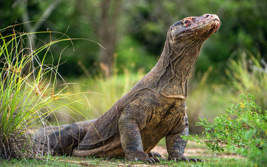 Komodo dragon with the  forked tongue sniff air. Close up portrait. ( Varanus komodoensis ) Biggest in the world living lizard in natural habitat.  Rinca Island. Indonesia.