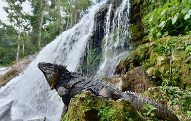 Iguana in the forest beside a water fall. Cuban rock iguana (Cyclura nubila), also known as the Cuban ground iguana.
