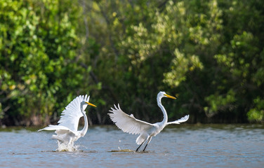 The fighting great egrets ( Ardea alba ).