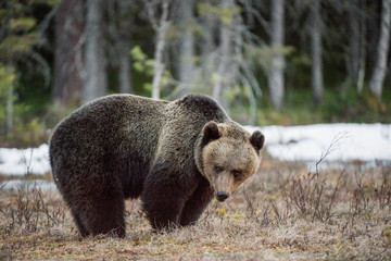 Fototapeta premium Close-up Portrait of Adult Male of Brown Bear (Ursus arctos) in sunset light. Spring forest.