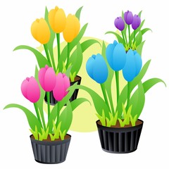 Illustration of Colorful Tulips in Flower Pot, Flat Design