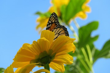 Beautiful monarch butterfly behind a yellow flower in Florida nature