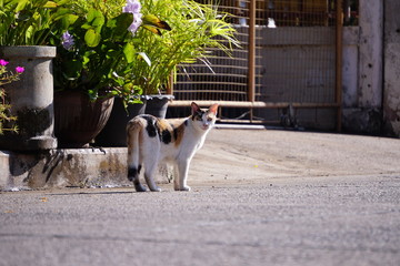 Calico cat, Cat walking in front of the house in the morning.