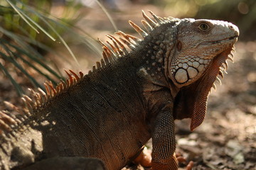 iguana
