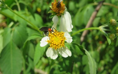 Tropical insect with red head on spanish needles flowers in Florida nature