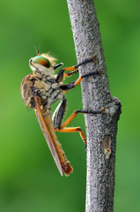 Robber Fly (Promachus hinei)