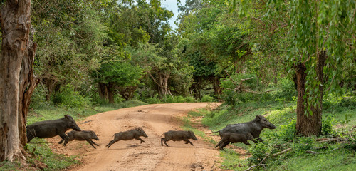The Family of Indian boar running cross the road in the forest. Scientific name: Sus scrofa cristatus, also known as the Andamanese pig or Moupin pig. Yala national park. Sri Lanka