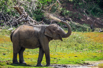 Elephant spraying dirt and water on itself from its trunk.. The adult  Male of Sri Lankan elephant (Elephas maximus maximus).