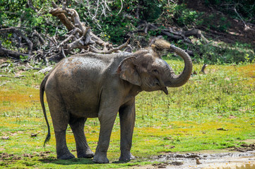 Elephant spraying dirt and water on itself from its trunk.. The adult  Male of Sri Lankan elephant (Elephas maximus maximus).