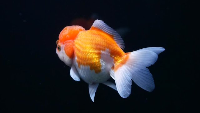 Orange goldfish swimming on black background. 