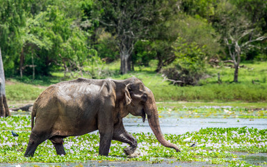 The  adult  Male of Sri Lankan elephant (Elephas maximus maximus) feeding on the swamp. Natural Habitat. Sri Lanka.