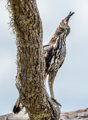 Predator bird on the tree. The changeable hawk-eagle or crested hawk-eagle (Nisaetus cirrhatus). Yala National Park. Sri Lanka