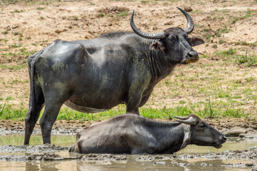 Water buffalos. Male  and female of water buffalos bathing in the pond in Sri Lanka. The Sri Lanka wild water buffalo (Bubalus arnee migona). Sri Lanka. Natural habitat.