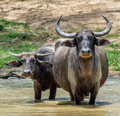 Water buffalos. Male  and female of water buffalos bathing in the pond in Sri Lanka. The Sri Lanka wild water buffalo (Bubalus arnee migona). Sri Lanka. Natural habitat.