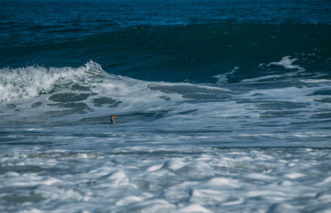 Fototapeta premium Ocean