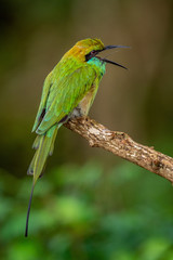 Bee-eater  with open beak on the branch. Natural green background.The Green Bee-eater. Merops orientalis, (sometimes Little Green Bee-eater). Sri Lanka