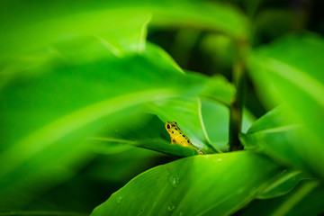 Yellow and green Strawberry Poison Dart Frog on Isla Colon, Bocas del Toro, Panama