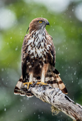 Predator bird on the tree. The changeable hawk-eagle or crested hawk-eagle (Nisaetus cirrhatus). Yala National Park. Sri Lanka