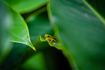 Yellow and green Strawberry Poison Dart Frog on Isla Colon, Bocas del Toro, Panama