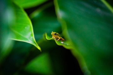 Yellow and green Strawberry Poison Dart Frog on Isla Colon, Bocas del Toro, Panama