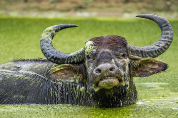 Rafraîchissement de buffle d& 39 eau. Buffle d& 39 eau mâle se baignant dans l& 39 étang au Sri Lanka. Le buffle sauvage du Sri Lanka (Bubalus arnee migona)