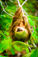 Wild two-toed sloth hanging on tree in Colon Island, Bocas del Toro, Panama