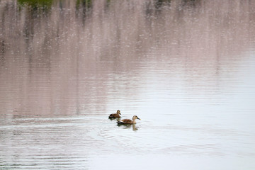 桜色の池を泳ぐカモ