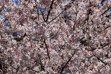 Cherry blossom at Osaka, Japan