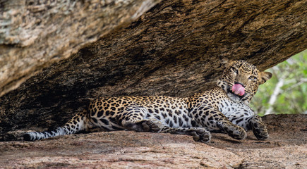 A portrait of a leopard lying in a rock, licking it's lips. The Female of Sri Lankan leopard...
