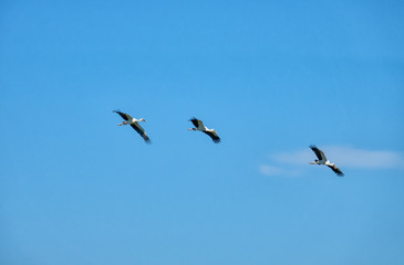 White egret flying in the sky.