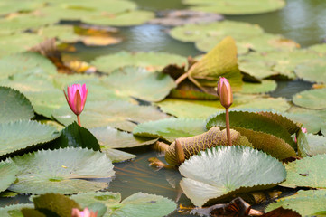 Pink lotus in the pond, Beautiful pink waterlily in river.