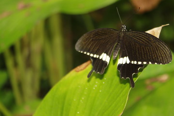 Common Mormon (Papilio polytes).It is a common species of swallowtail butterfly widely distributed across Asia.