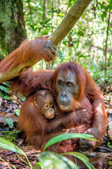 Orangutan baby sucks its mother's breast milk. Mother and cub in a natural habitat. Bornean orangutan (Pongo  pygmaeus wurmbii) in the wild nature. Rainforest of Island Borneo. Indonesia.