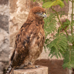 Águila en cautiverio