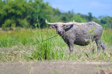 Thai buffalo walk in the rice field at countryside ,Asian buffalo,Buffalo in the countryside thailand.