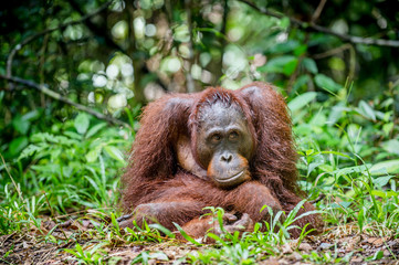 Bornean orangutan in the wild nature. Central Bornean orangutan ( Pongo pygmaeus wurmbii )  in natural habitat. Tropical Rainforest of Borneo.Indonesia