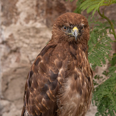 Águila en cautiverio