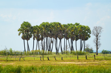 Sugar palm tree in a paddy rice field.