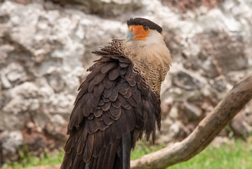Águila calva en cautiverio 