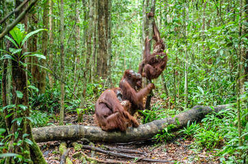 Orangutans with cub. Central Bornean orangutan ( Pongo pygmaeus wurmbii ) in natural habitat. Wild nature in Tropical Rainforest of Borneo. Indonesia - obrazy, fototapety, plakaty