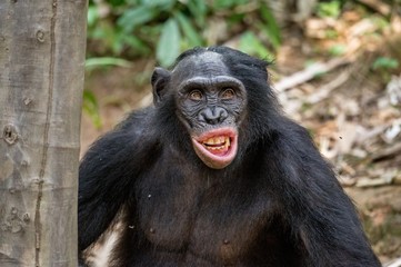 Close up Portrait of adult Bonobo with open mouth. The Bonobo ( Pan paniscus). Democratic Republic of Congo. Africa