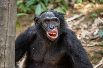 Close up Portrait of adult Bonobo with open mouth. The Bonobo ( Pan paniscus). Democratic Republic of Congo. Africa