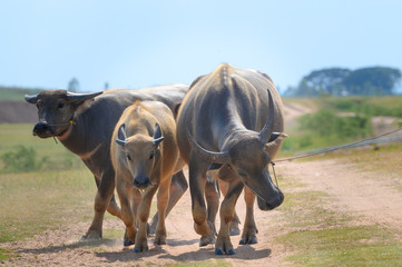 Thai buffalo walk in the road at countryside ,Asian buffalo,Buffalo in the countryside thailand.
