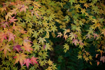 色付き始めた紅葉