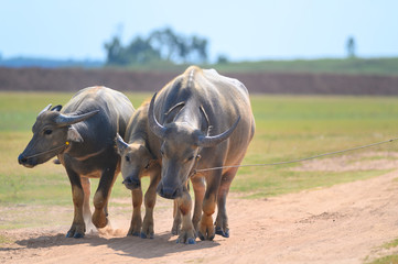 Thai buffalo walk in the road at countryside ,Asian buffalo,Buffalo in the countryside thailand.
